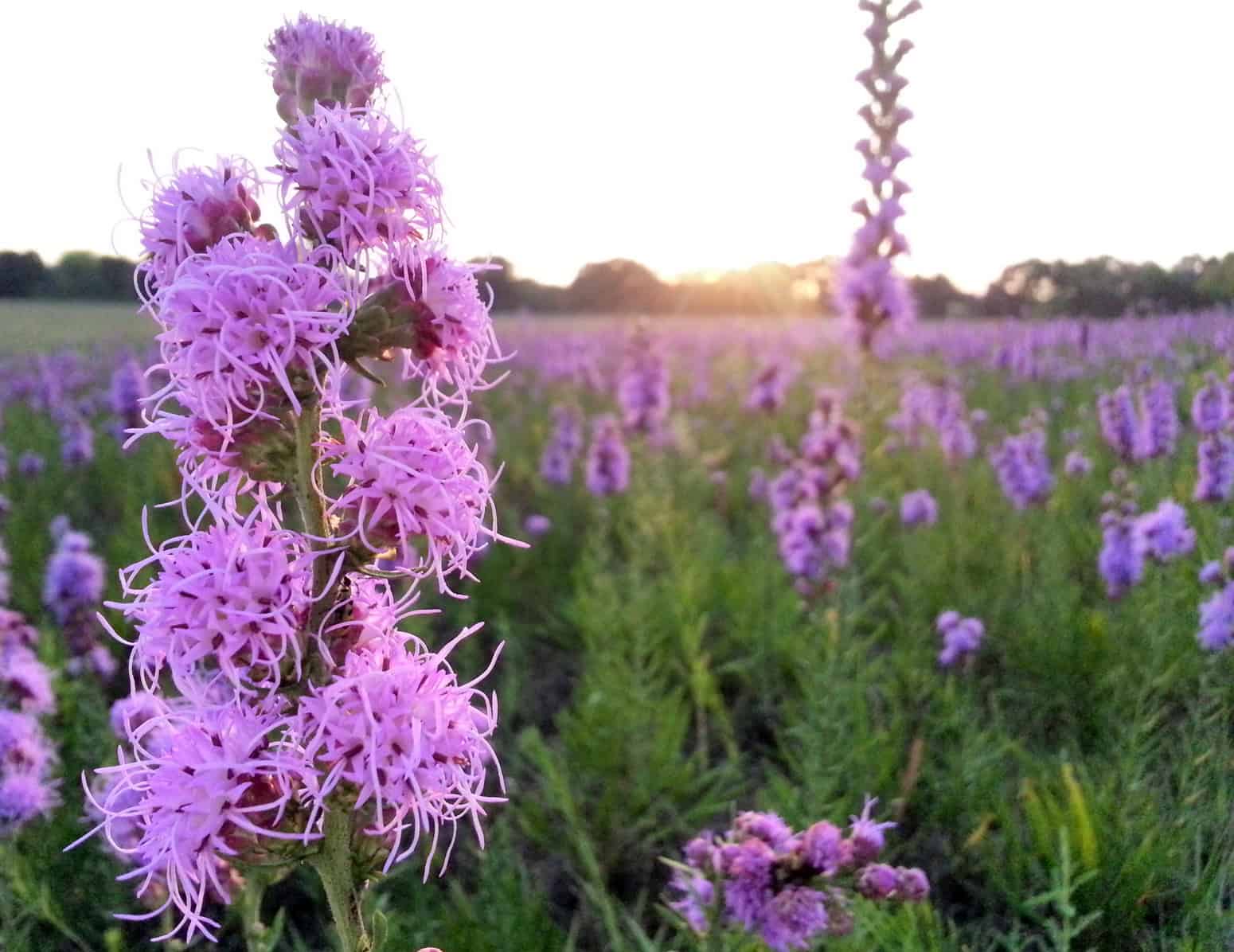 Introduction to Native Plants