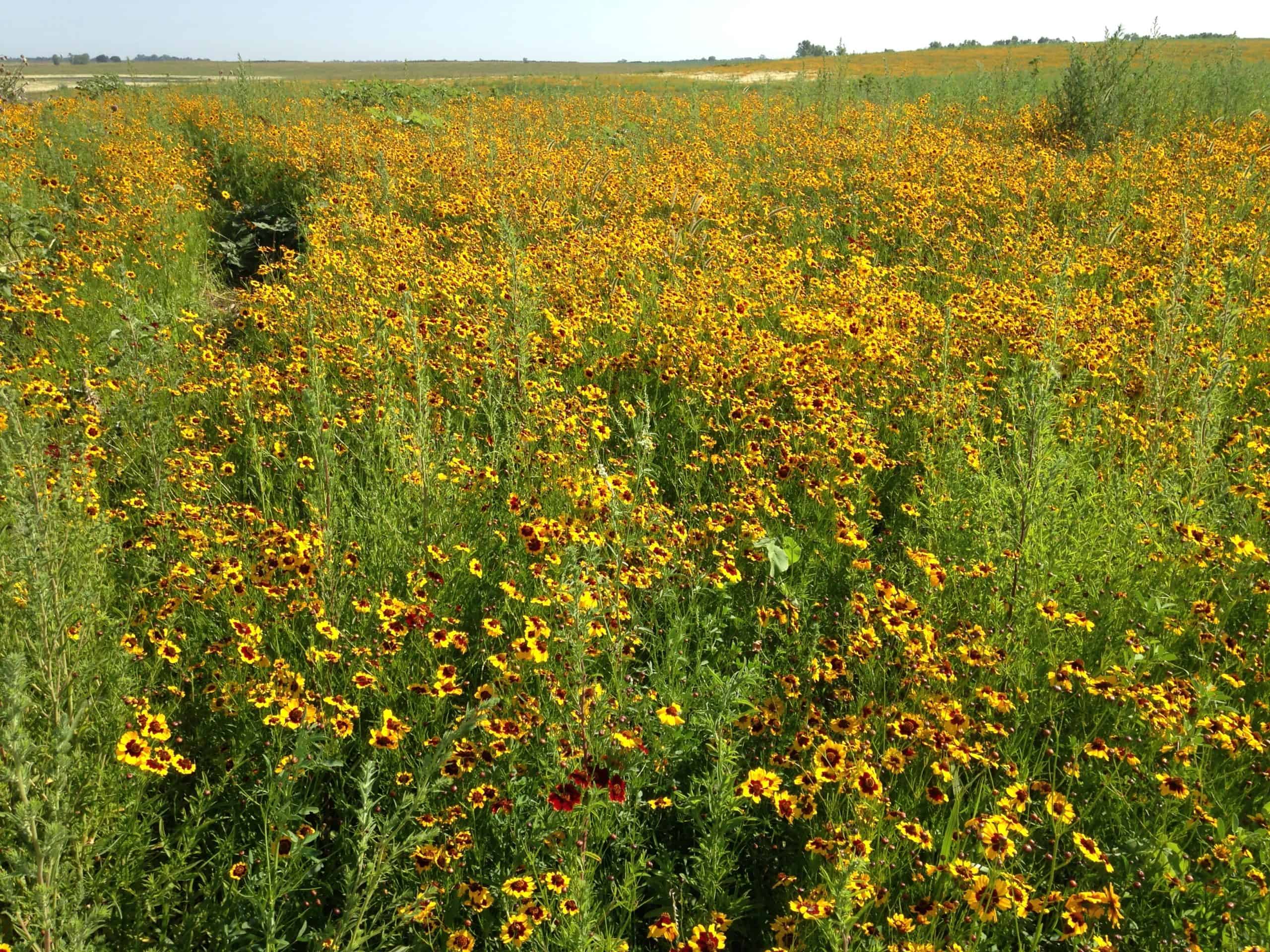 How Gardening Can Support Biodiversity