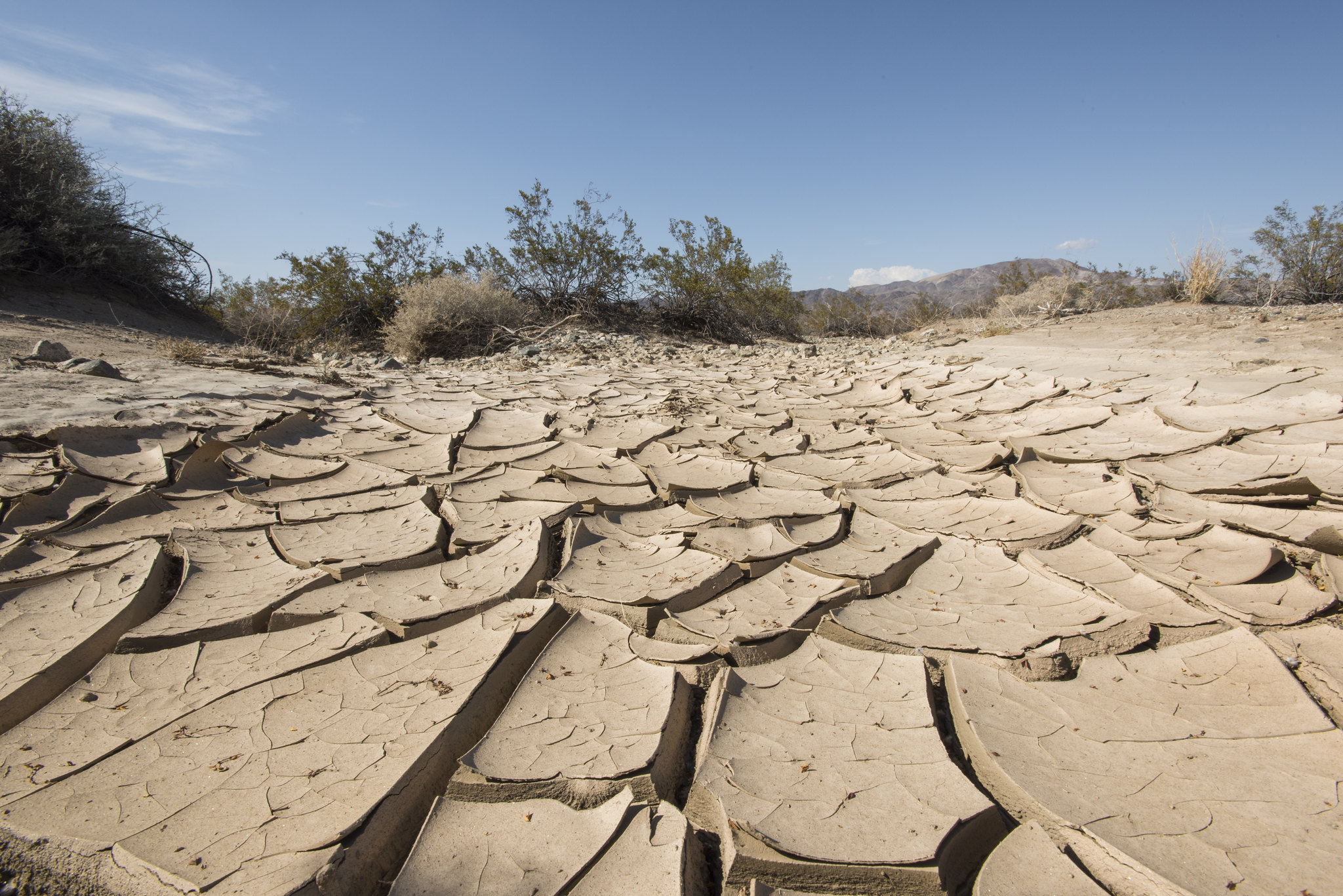 The Connection Between Native Plants and Climate Change