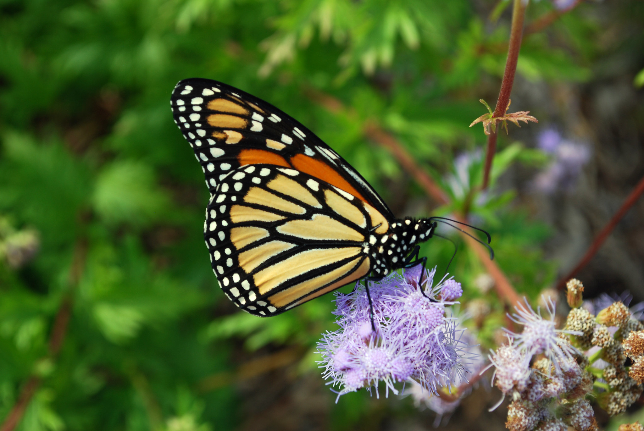 How to Grow and Care for Native Plants