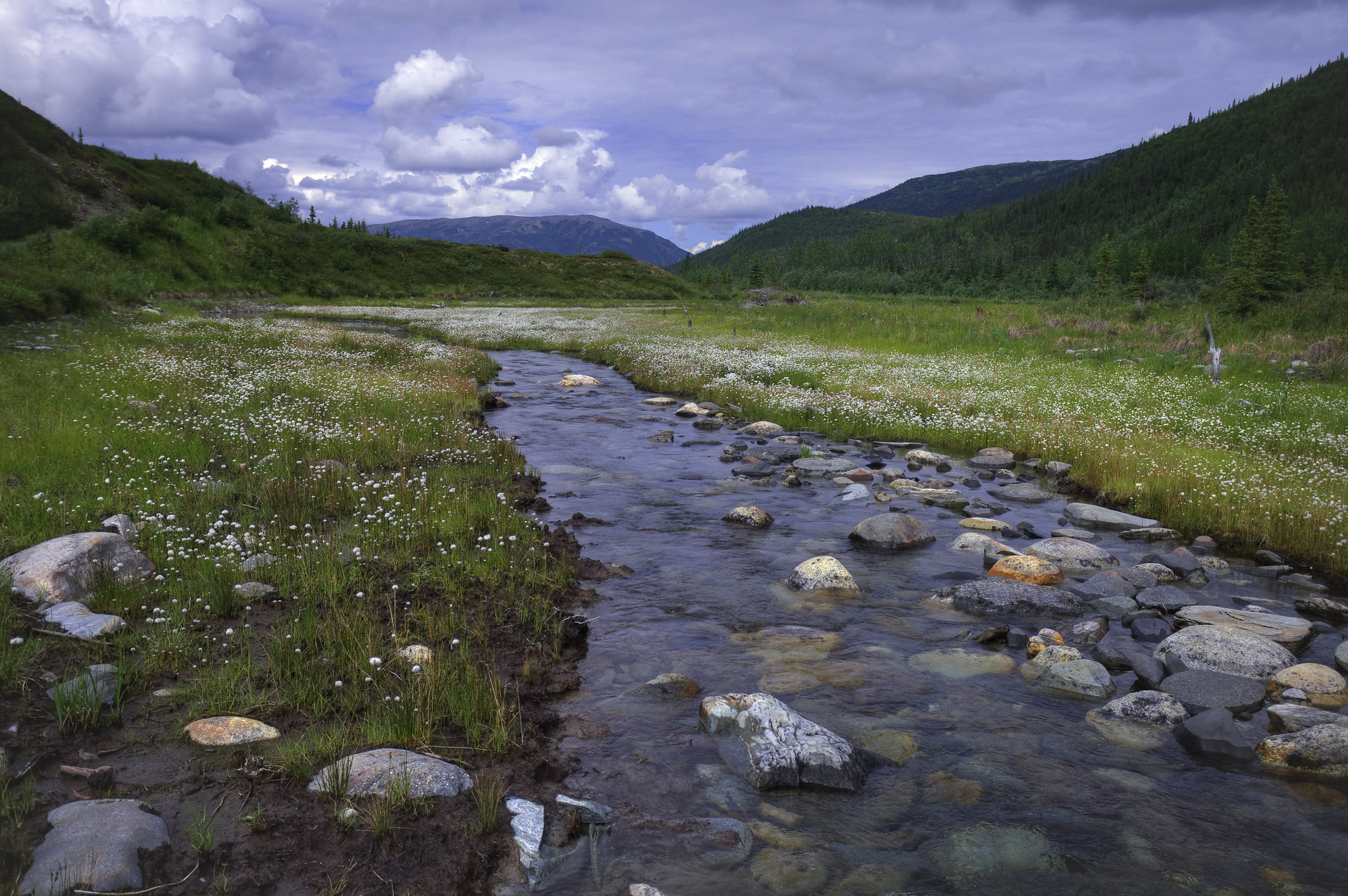 The Water-Wise Benefits of Native Plants