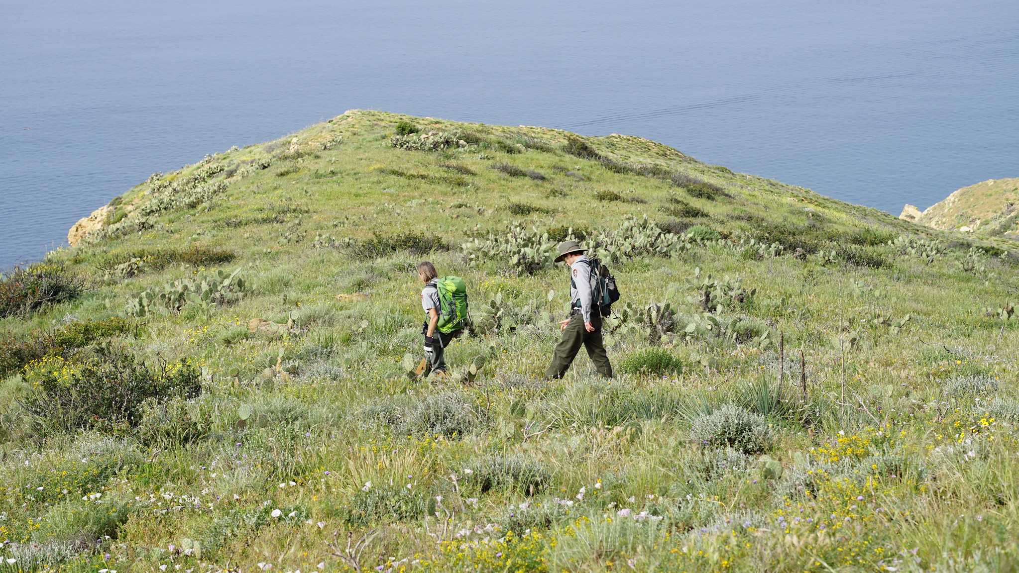 How Native Plants Contribute to Soil Health