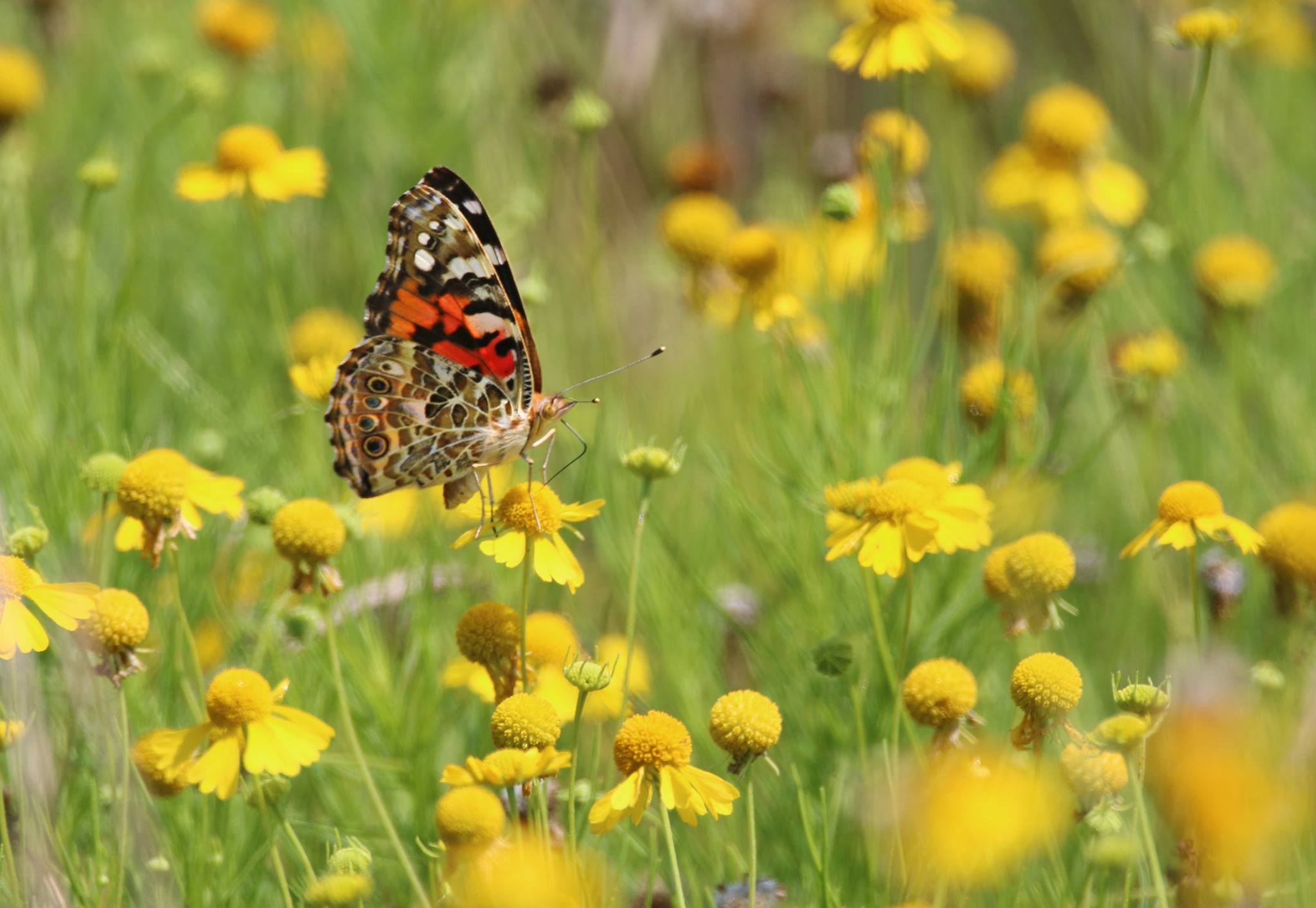 How to Plan a Wildlife-Friendly Garden