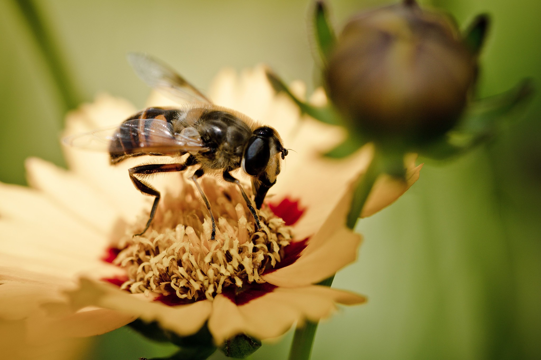 Supporting Local Pollinators