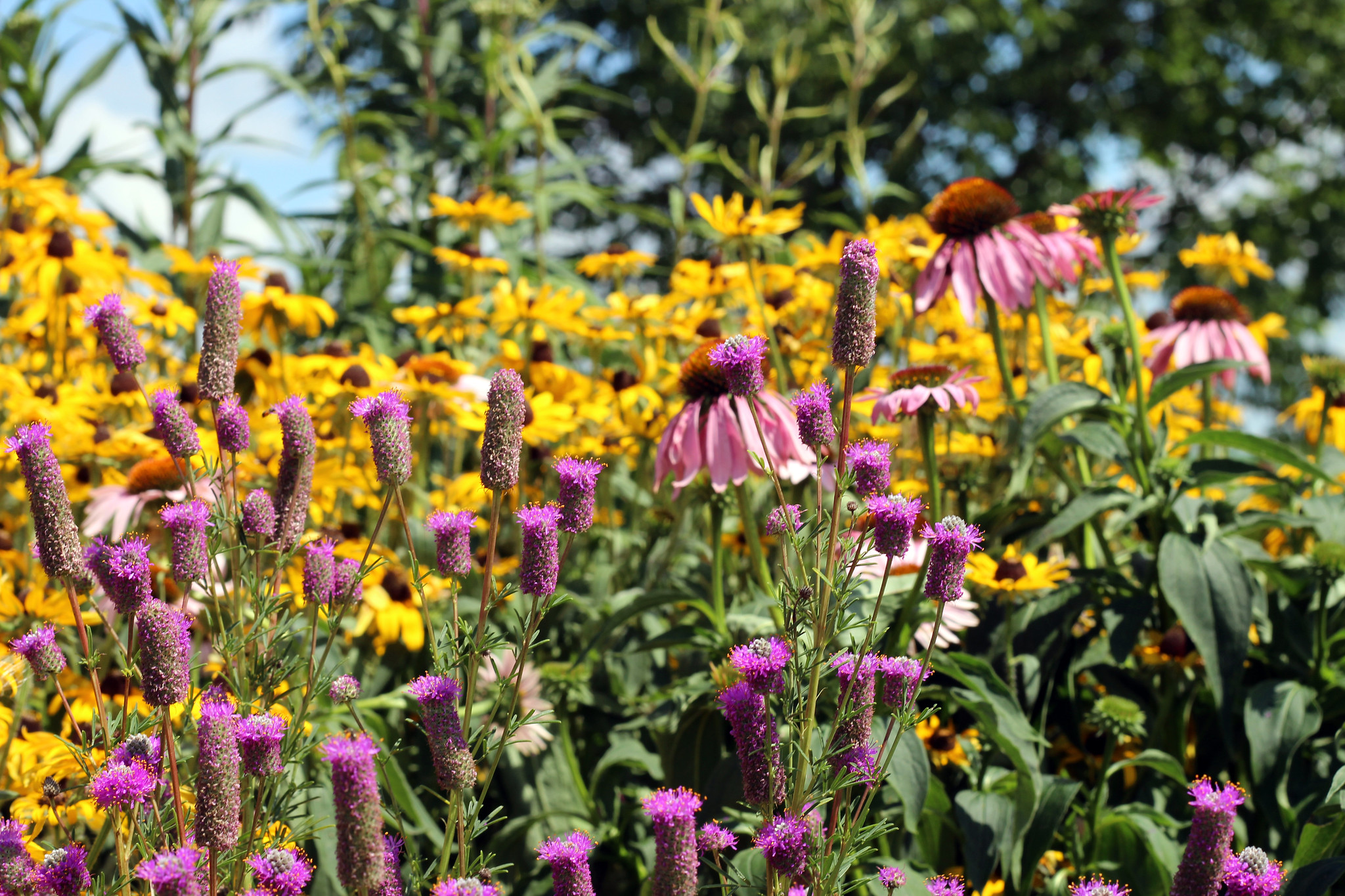 The Benefits of Companion Planting with Native Species