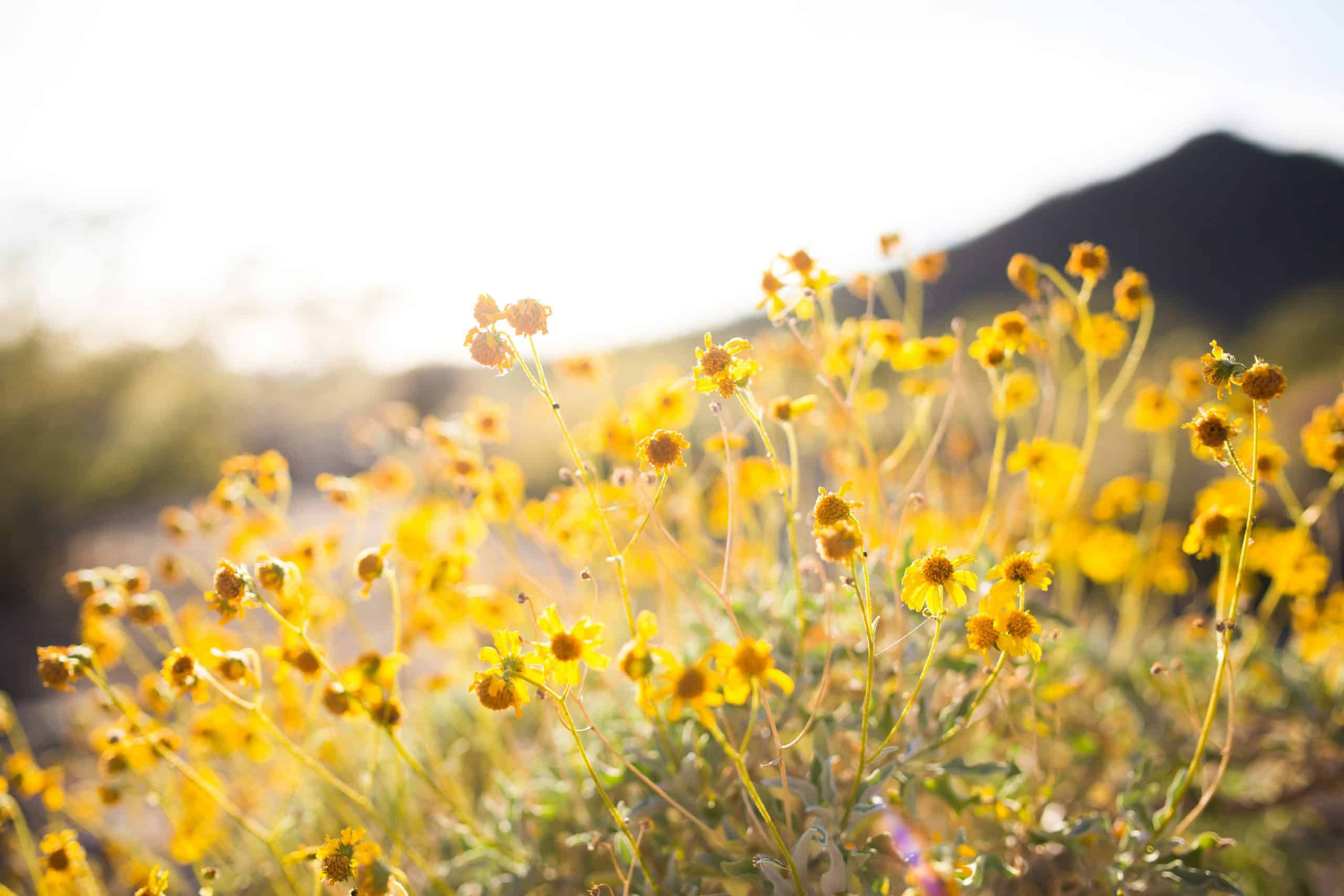 The Importance of Conservation in Your Own Backyard