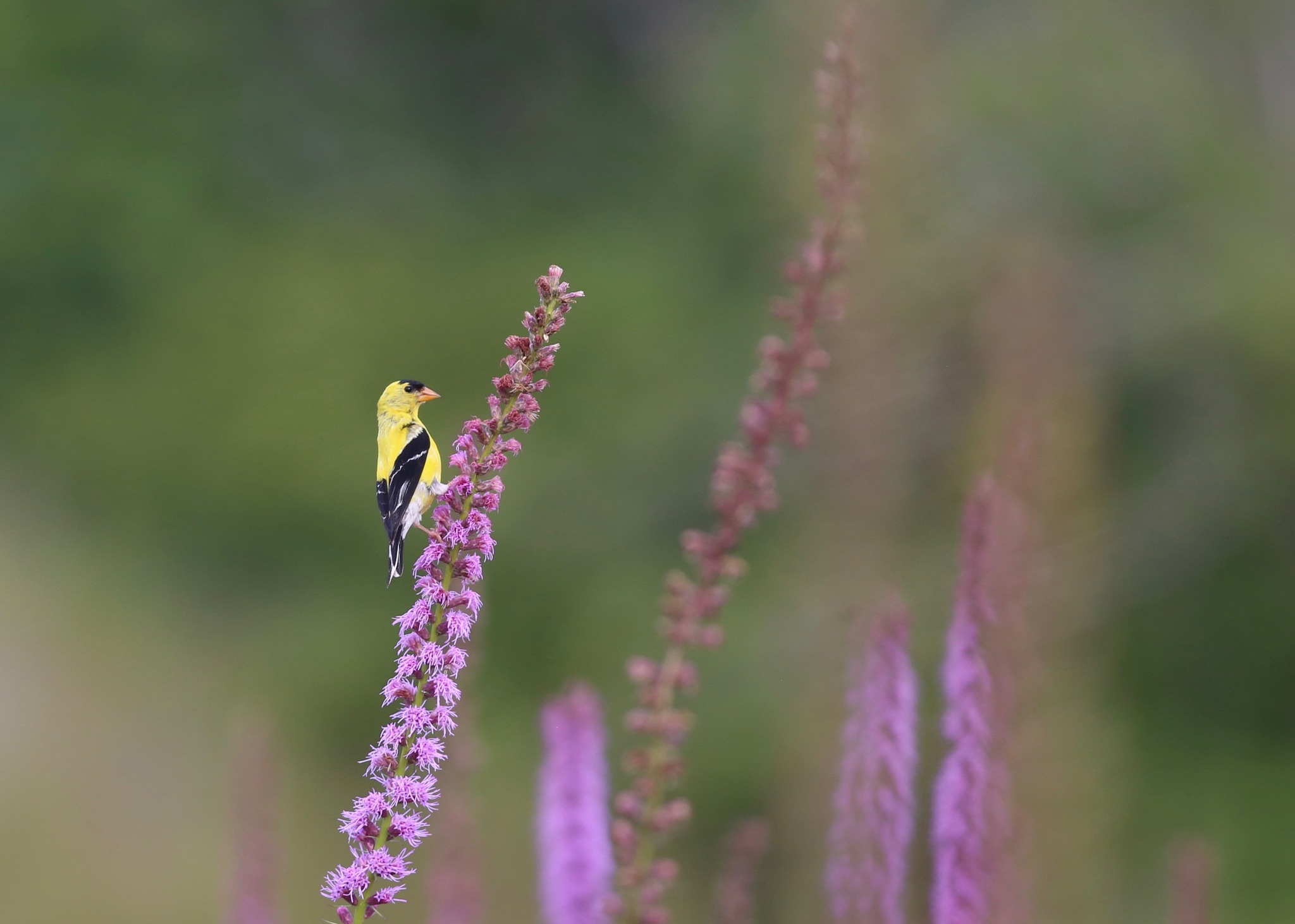 How to Attract Birds to Your Garden with Native Plants