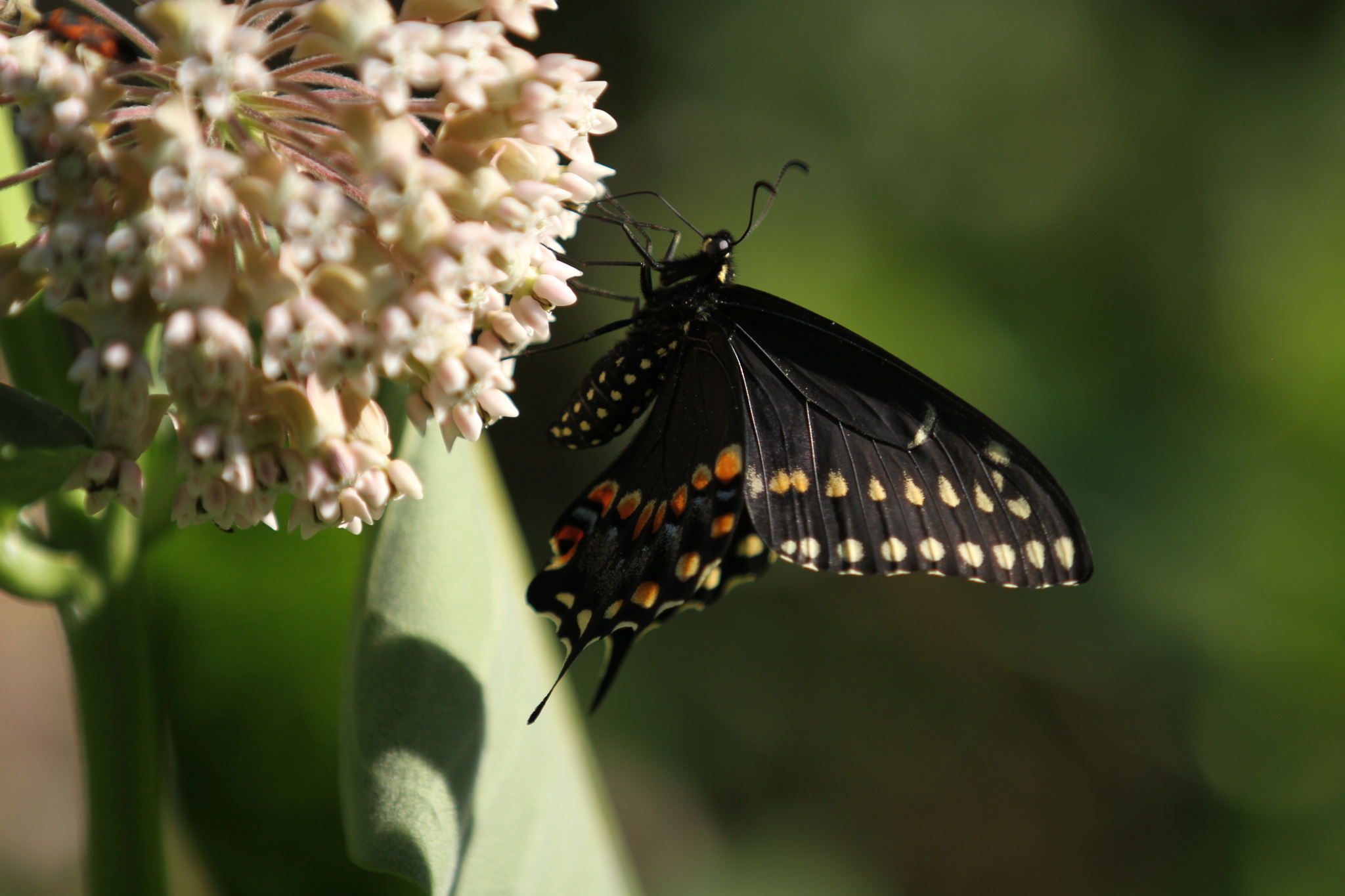 Black Swallowtail (Papilio polyxenes) in my butterfly garden. Photo by Joel Smith (Hippy Certified)