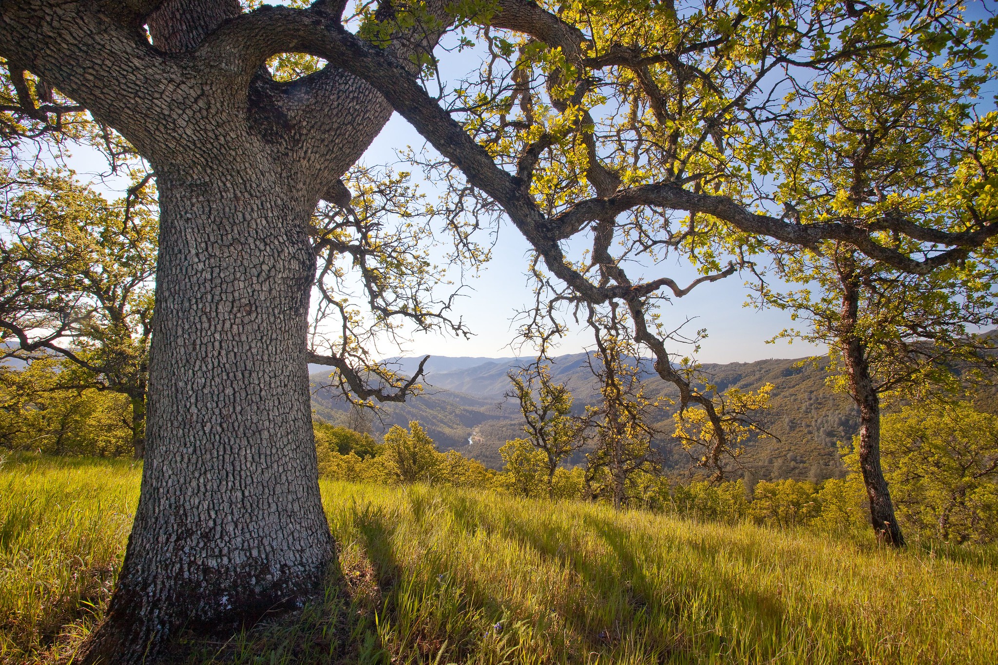 Native Trees for Local Wildlife