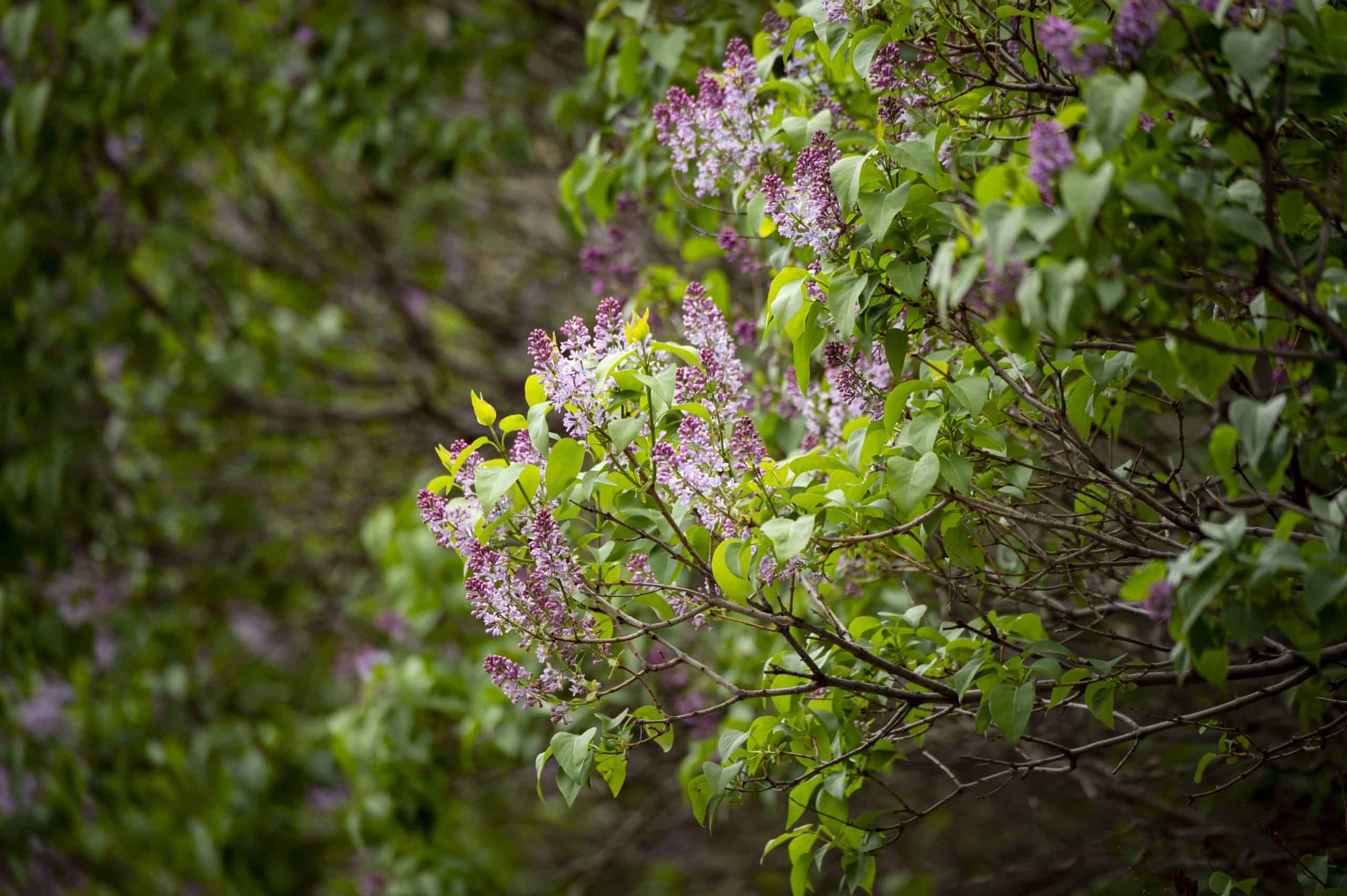 Native Shrubs That Benefit Wildlife