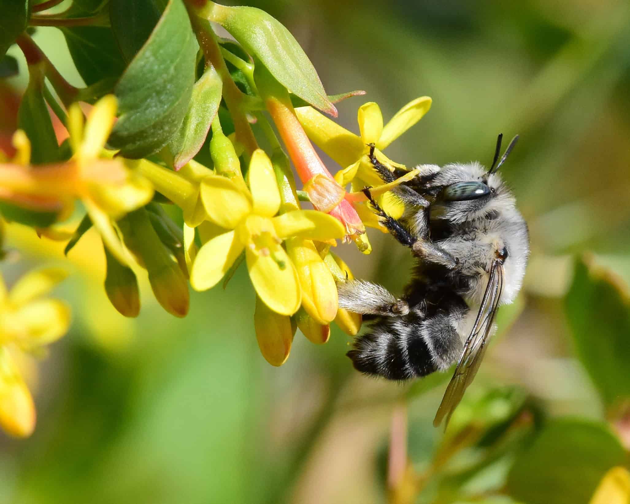 The Role of Native Plants in Supporting Local Wildlife