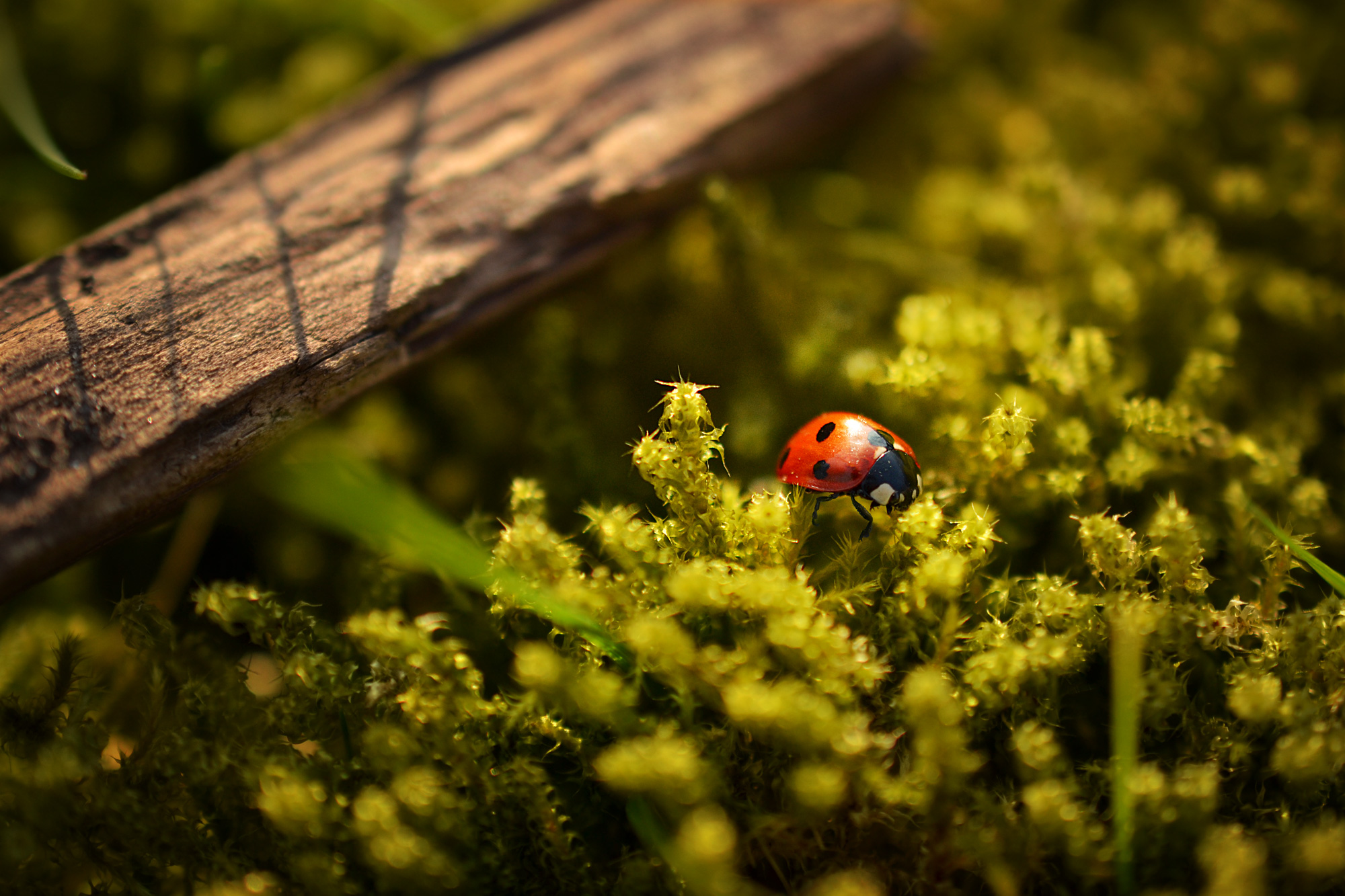 How Native Plants Provide Natural Pest Control