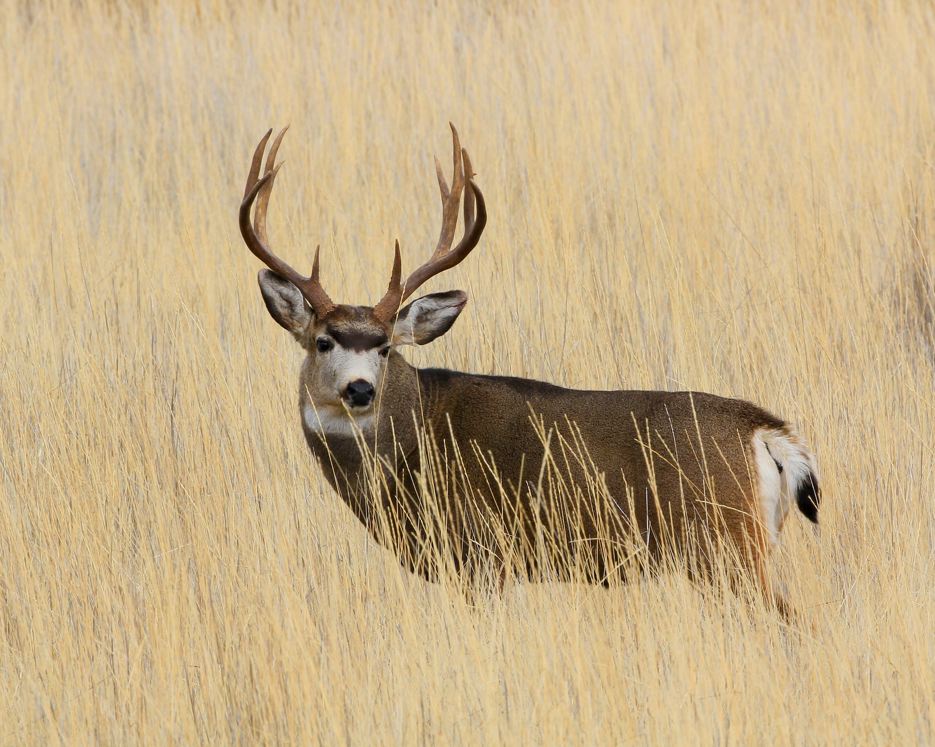 Mule deer with large antler rack in a grassy field on the Fremont Winema National Forest.