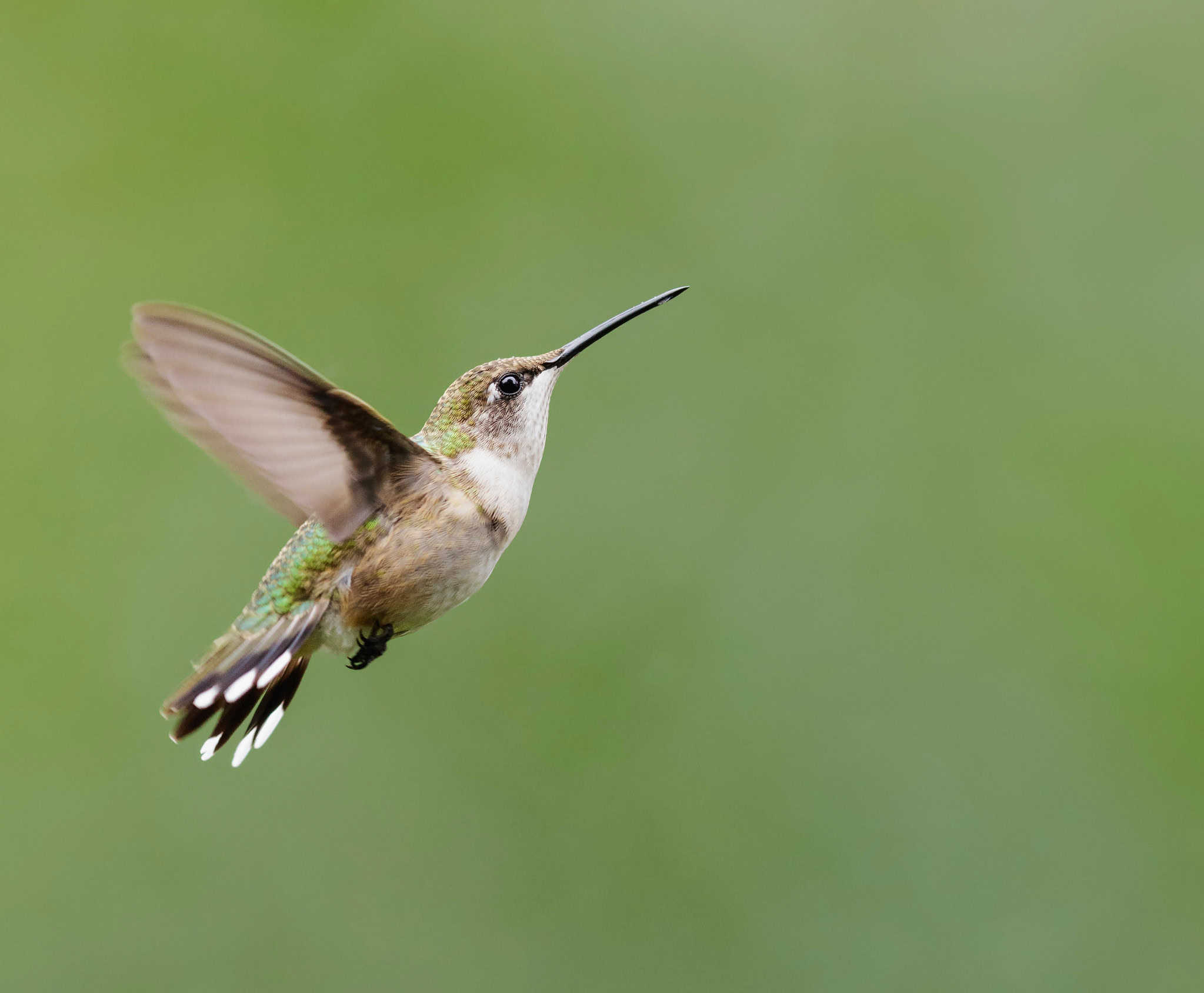 The Best Native Flowers for Pollinators