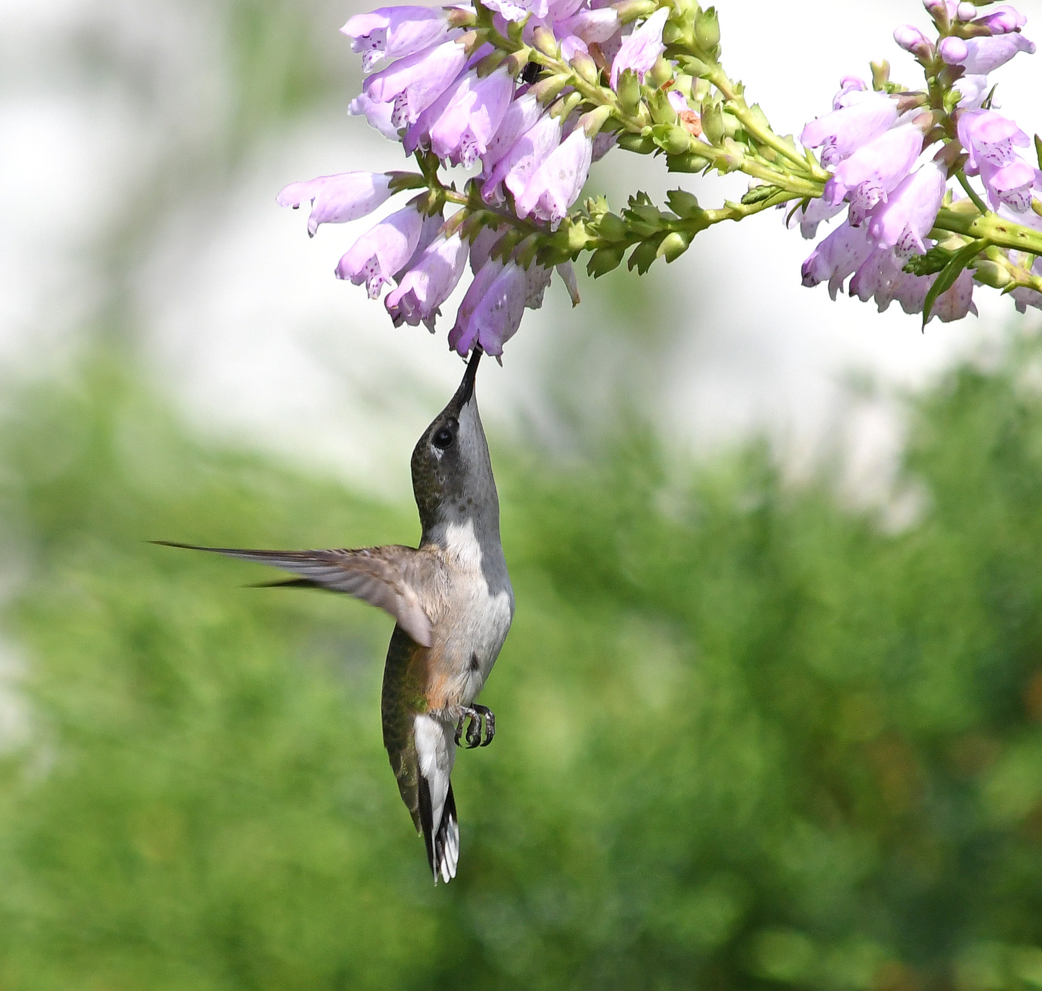 Ruby-throated hummingbird feeding from an obedient plant.