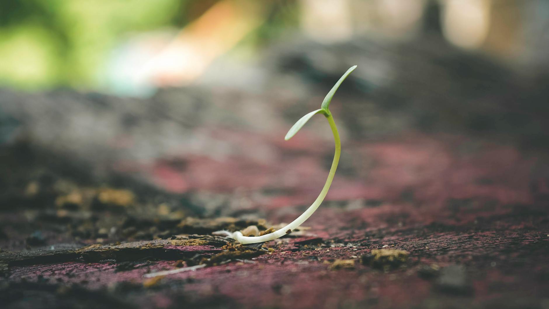 Shallow focus image of a sprout growing, with a blurred background.