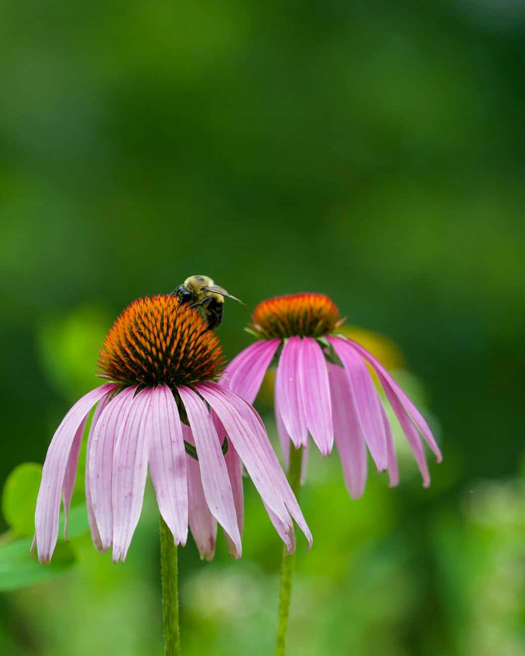 a bee on a coneflower