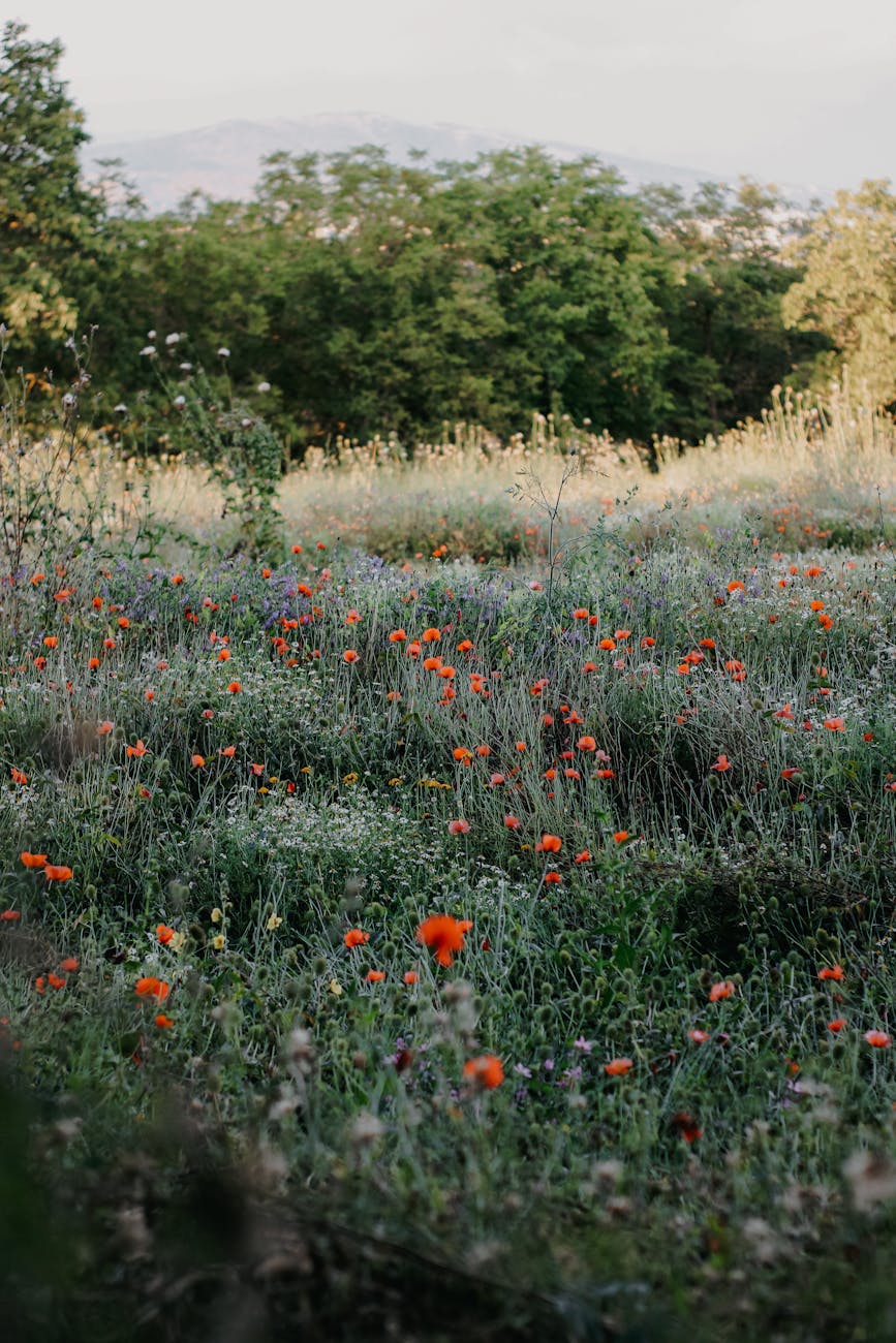 blooming poppies on a meadow